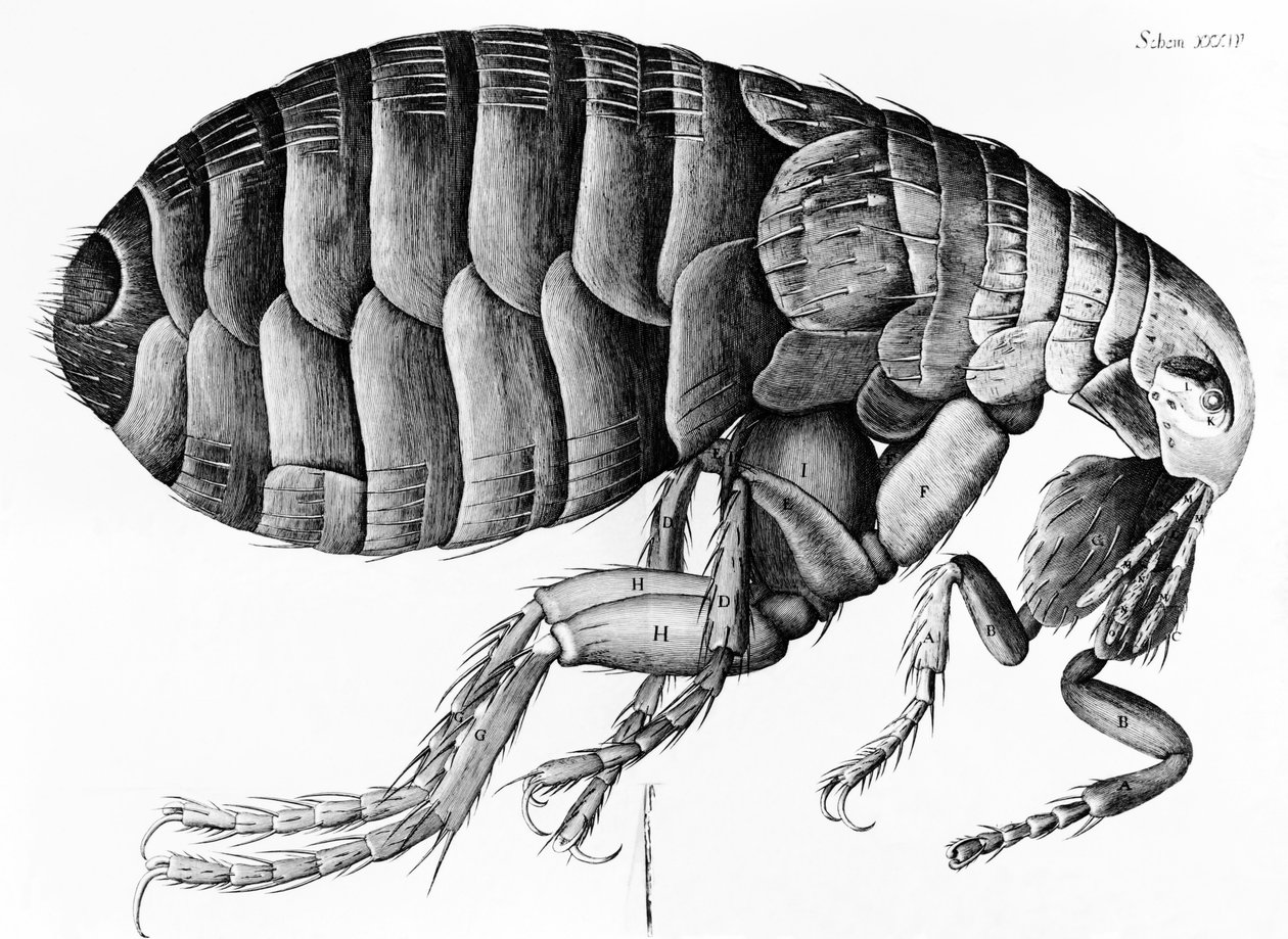 Kirppu mikroskoopista, Robert Hooke (1635-1703), 1665 tekijältä English School