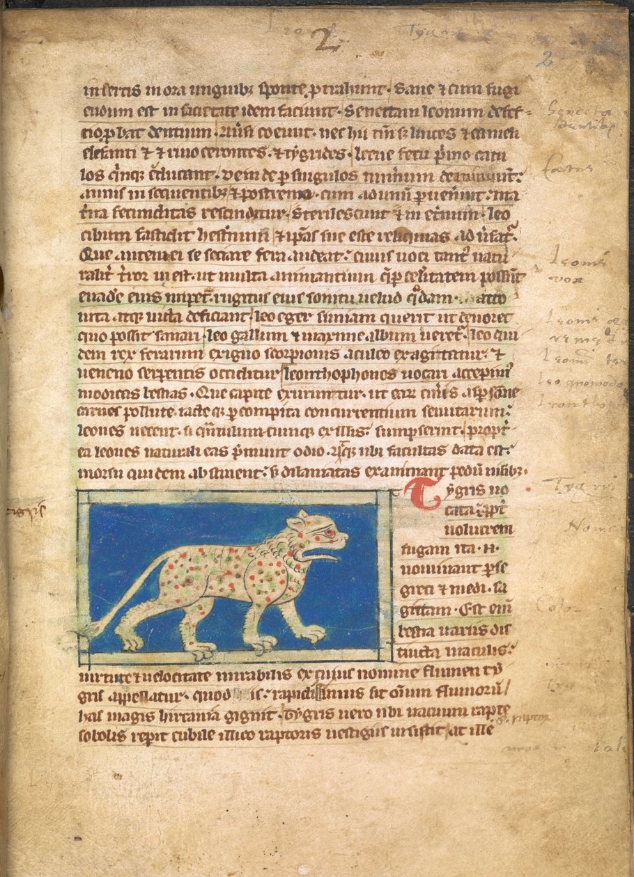 Tiikeri, Sloane 3544, f.2 (pergamentti). tekijältä English School
