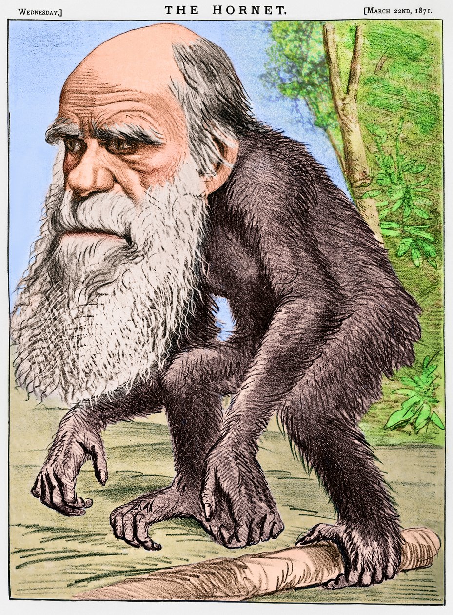 "A Venerable Orang-outang", karikatyyri Charles Darwinista apinana. tekijältä English School