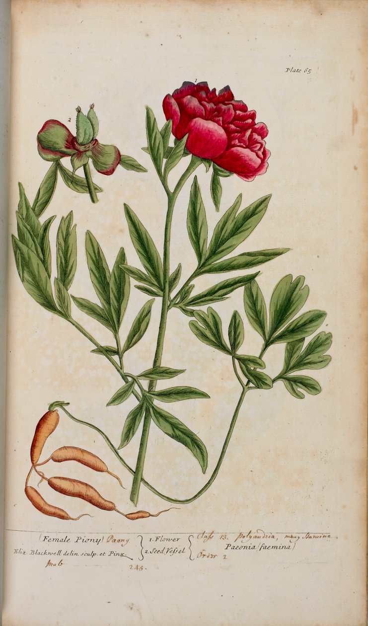Pioni Elizabeth Blackwellin teoksesta "A Curious Herbal...". tekijältä English School