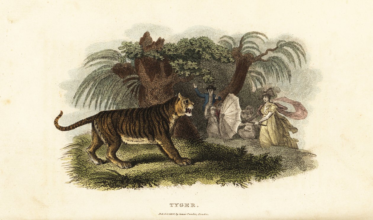 Tiikeri, Panthera tigris, pelästytti sateenvarjoa heiluttaneen englantilaisen naisen tekijältä English School