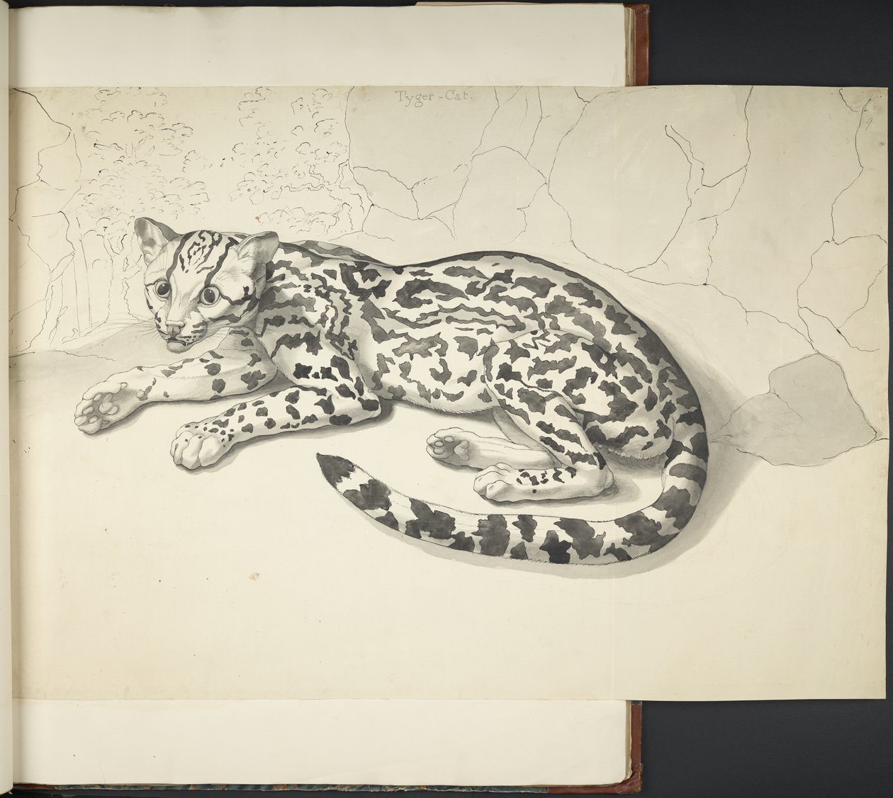 Lisää MS 11807 f.9 Tyger Cat, kohdasta Piirrokset, suuressa mittakaavassa, intialaisella musteella ja lyijykynällä, eri eläimistä ja linnuista (intialainen muste paperille) tekijältä English School