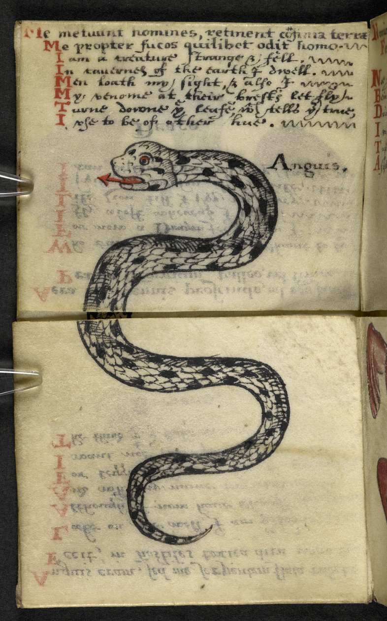 Lisää MS 57312 f.4 -pelikirja (muste ja väri velumissa) tekijältä English School