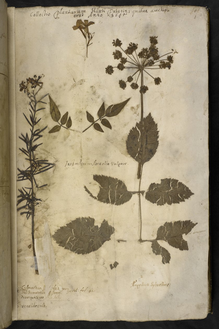 Lisää MS 78334 f.3r Kuivattu kasvinäyte selityksellä, "Hortus Hyemalis", kirjoittanut John Evelyn tekijältä English School