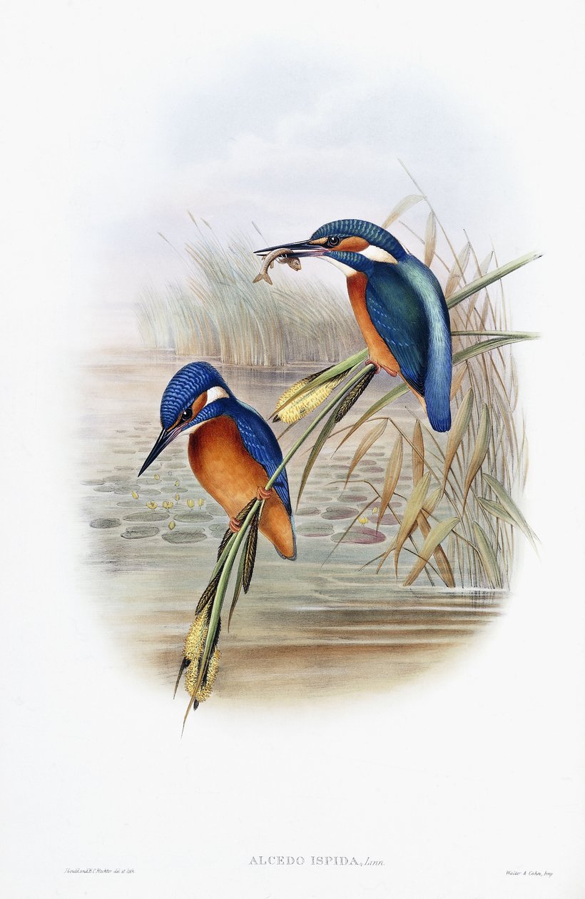 Alcedo Ispida (kuningaskala) tekijältä English School