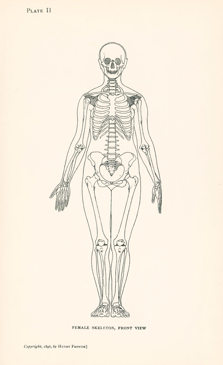 Anatomia: Naisen luuranko, etukuva (litografia): Naisen luuranko, etukuva (litografia) tekijältä English School