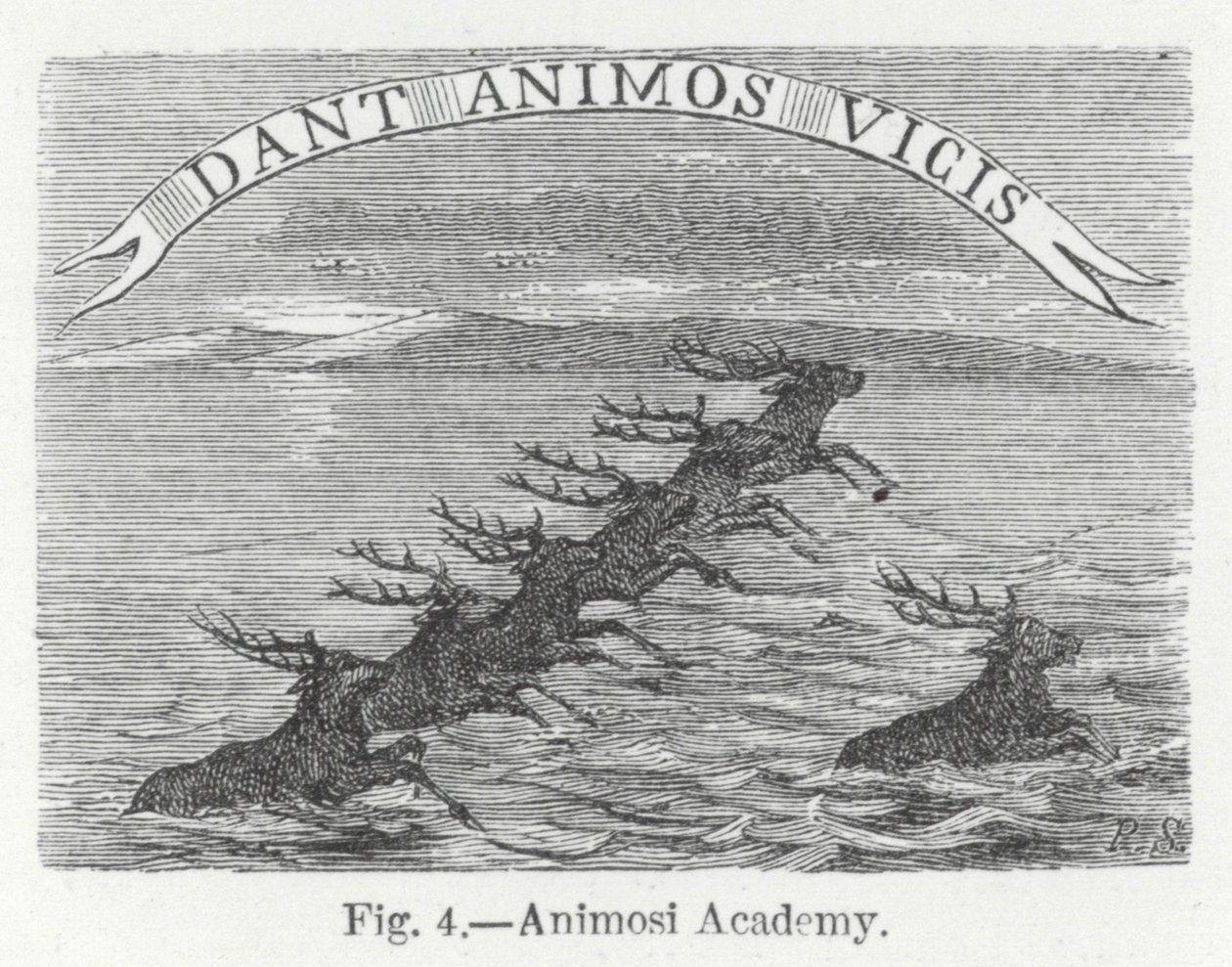 Animosi Academy (kaiverrus) tekijältä English School