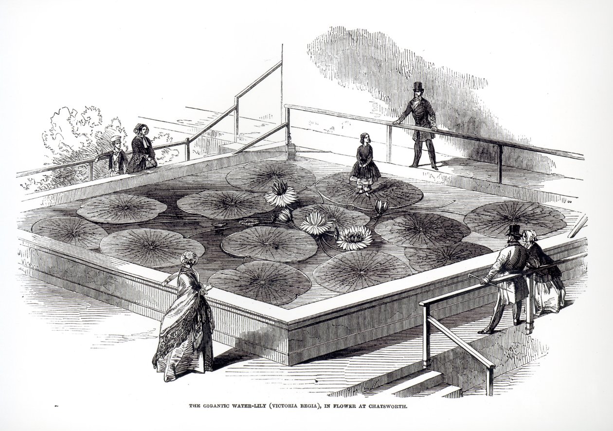 Annie Paxton Victoria regia -lummella Chatsworthin suuressa konservatoriossa, 1849 tekijältä English School