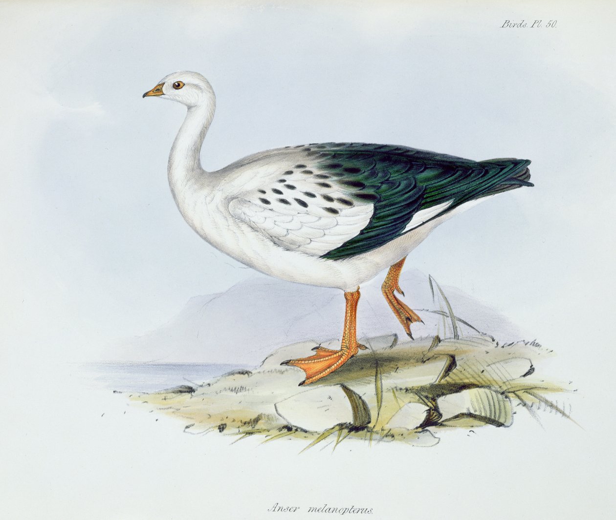 Anser Melanopterus teoksesta The Zoology of the Voyage of H.M.S. Beagle 1832-36, Charles Darwin (1809-92), 1840 tekijältä English School