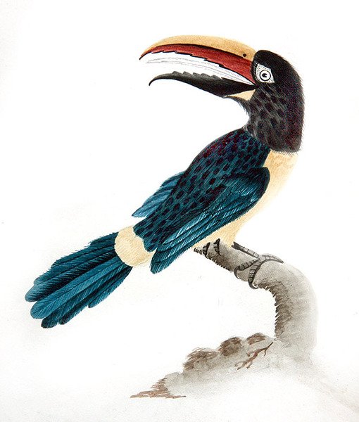 Aracari tukaani tekijältä English School