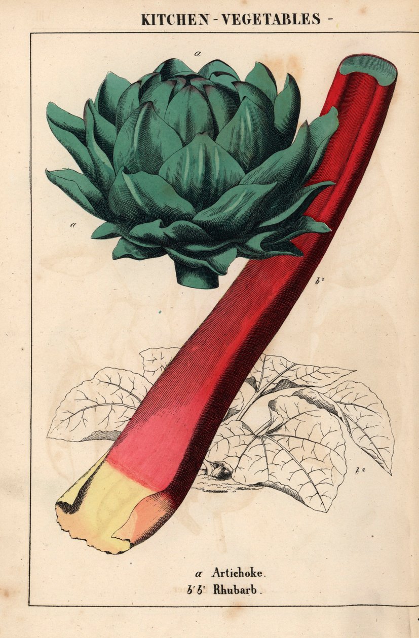 Artisokan sydän ja karmiininpunainen raparperi   , julkaisusta "The Instructive Picturebook, or Lessons from the Vegetable World", [Charlotte Mary Yonge], Edinburgh tekijältä English School