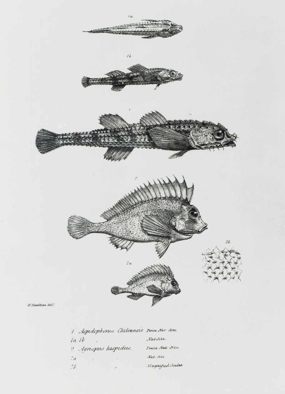 Aspidophorus Chiloensis ja Agriopus Hispidus, levy 7 Charles Darwinin teoksesta "The Zoology of the Voyage of H.M.S Beagle, 1832-36" tekijältä English School
