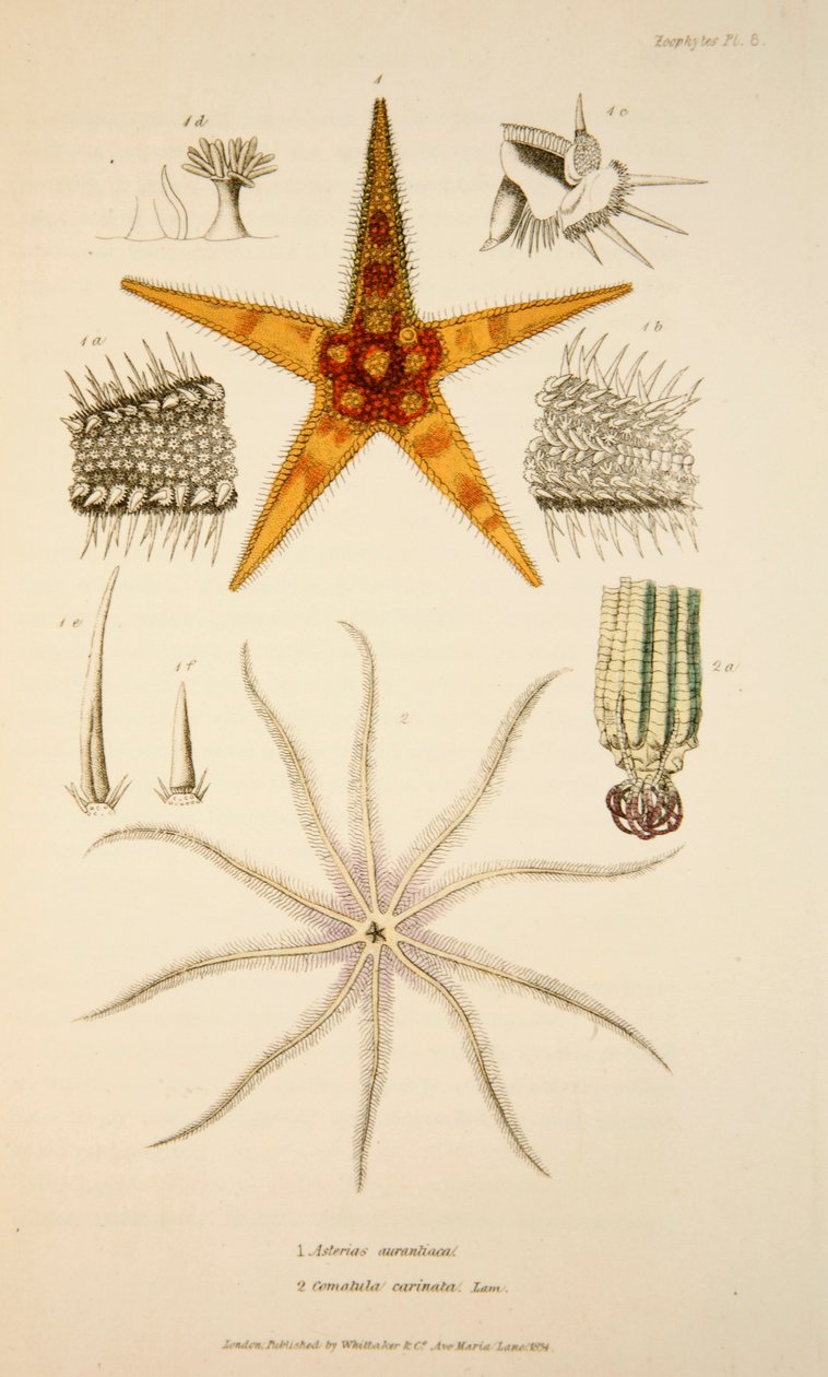 Asterias aurantiaca ja Comatula carinata, pub. 1833 Käsinvärinen kaiverrus. tekijältä English School