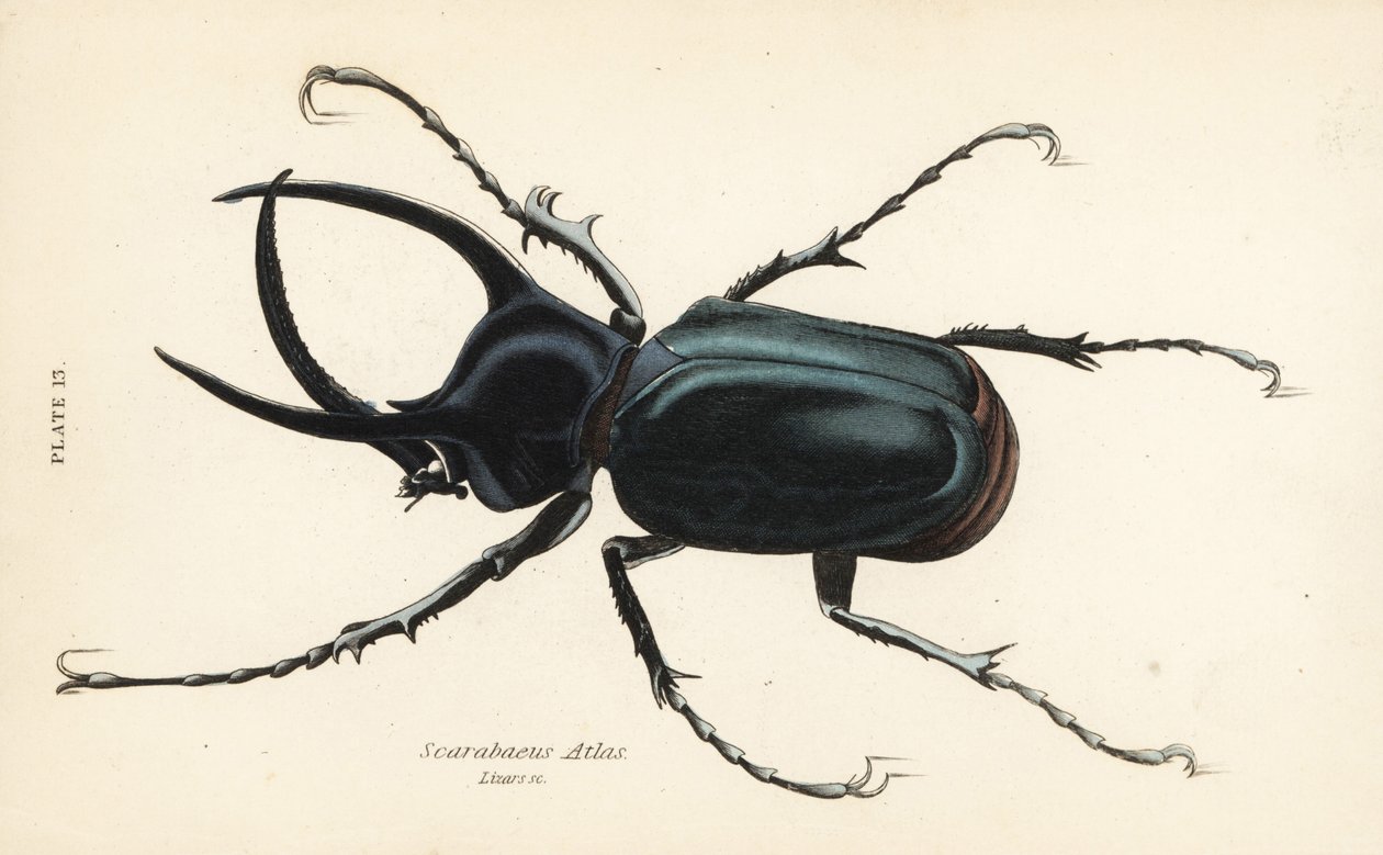 Atlaskuoriainen, Chalcosoma-atlas (Scarabaeus atlas) tekijältä English School