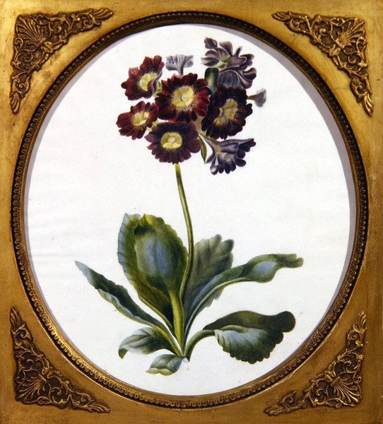 Auricula, n. 1850 (akvarelli paperille) tekijältä English School
