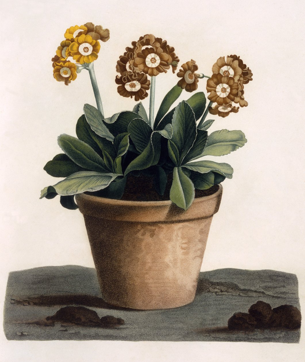 Auricula in a Pot, noin 1840-luku (käsinvärinen kaiverrus) tekijältä English School