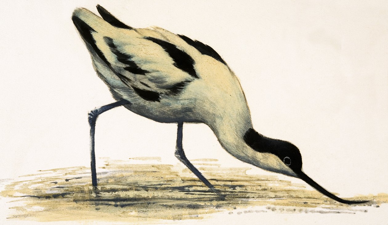 Avocet tekijältä English School