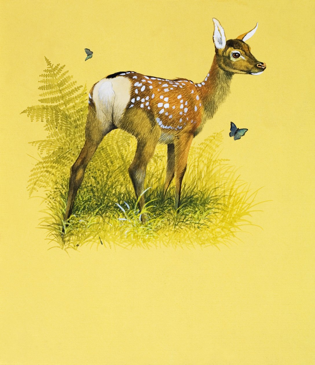 Baby Deer (guassi paperille) tekijältä English School