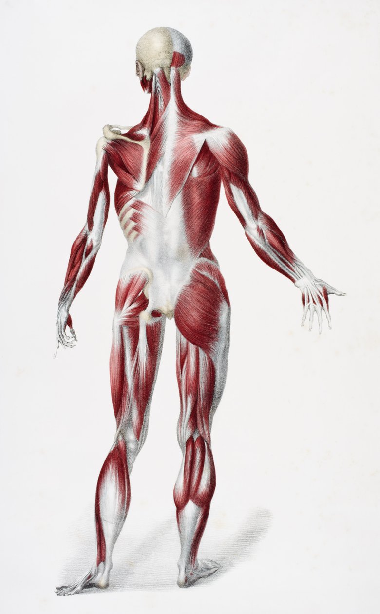 Miespuolisen ihmiskehon takaosa, jossa näkyy lihaksia jänteitä ja luita, teoksesta The Vessels of the Human Body, toimittajina Jones Quain ja William Wilson, julkaisija Taylor and Watson, Lontoo, 1837 (väri litho) tekijältä English School