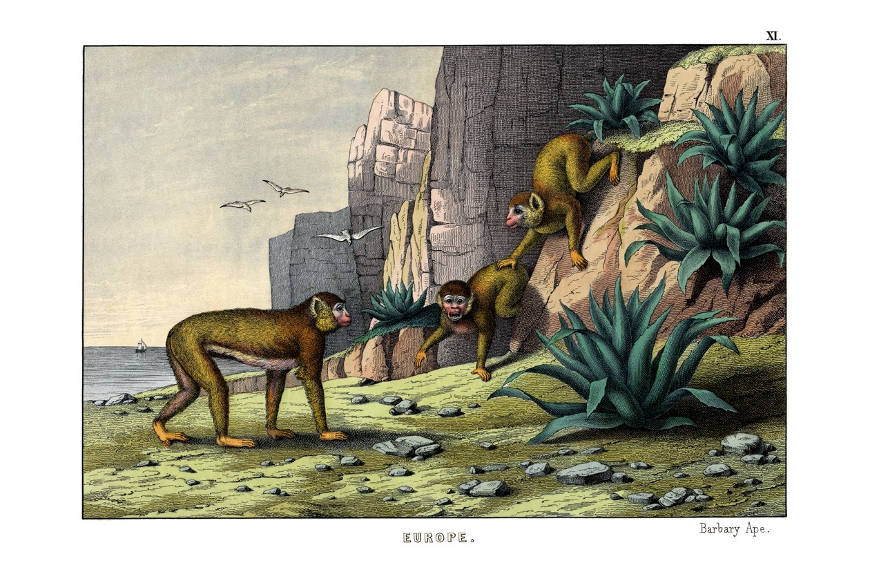 Barbary Ape tekijältä English School