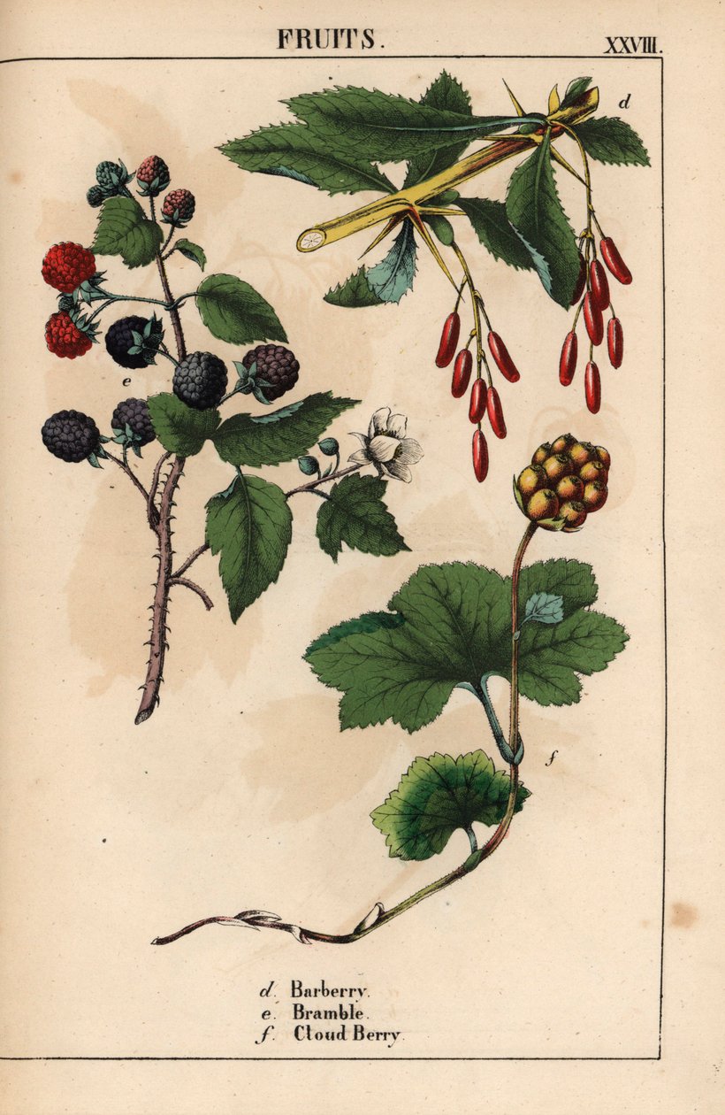 Haponmarja, ruskea ja pilvimarja   , julkaisusta "The Instructive Picturebook, or Lessons from the Vegetable World", [Charlotte Mary Yonge], Edinburgh tekijältä English School