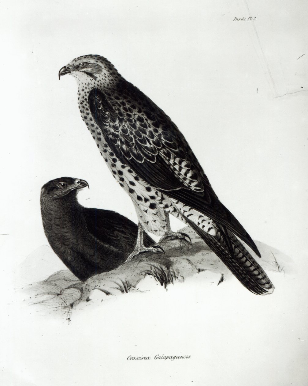 Petolinnut, levy 2 Charles Darwinin teoksesta "The Zoology of the Voyage of H.M.S Beagle, 1832-36" tekijältä English School
