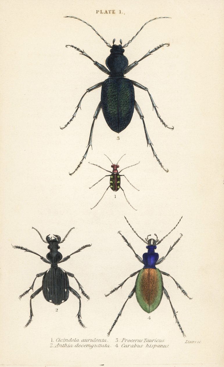 Sini- tai kultatäpläinen tiikerikuoriainen, Cicindela aurulenta 1, sahahampainen maakuoriainen, Anthia decemguttata 2, iso purppurainen maakuoriainen, Carabus scabrosus tauricus 3 ja jauhettu juurikas, Carabus hispanus tekijältä English School