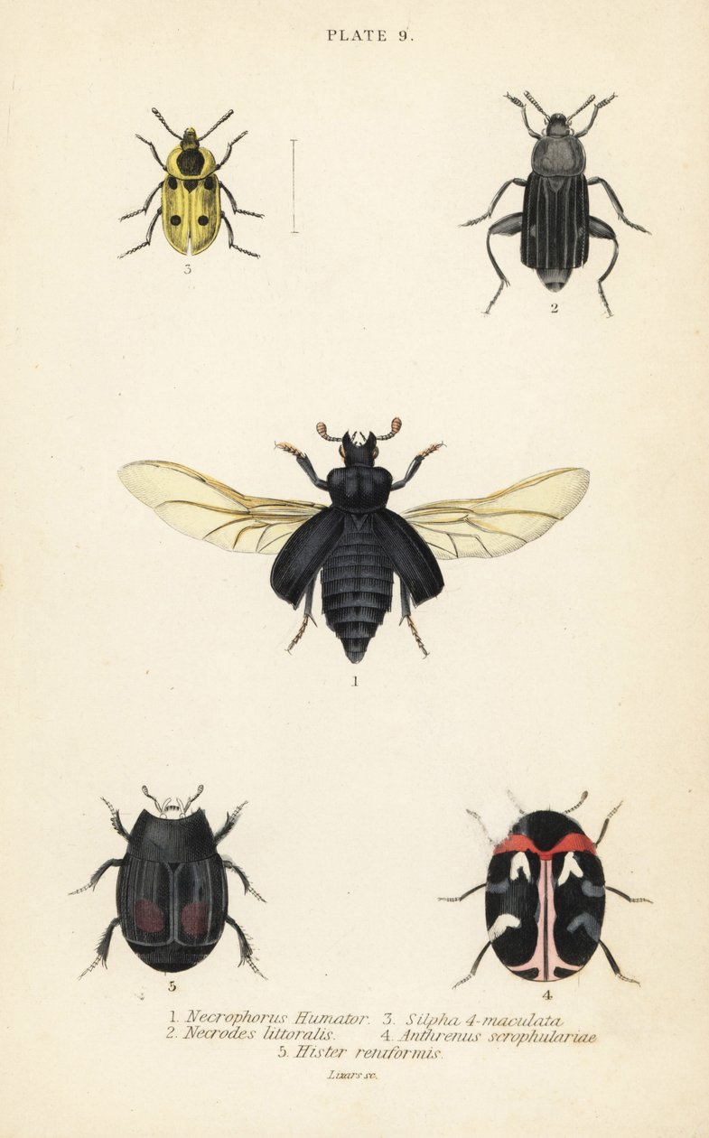 Hautakuoriainen, Nicrophorus humator 1, hautakuoriaiset, Necrodes littoralis 2, Dendroxena quadrimaculata 3, mattokuoriainen, Anthrenus scrophulariae 4 ja Hister quadrimaculatus var tekijältä English School