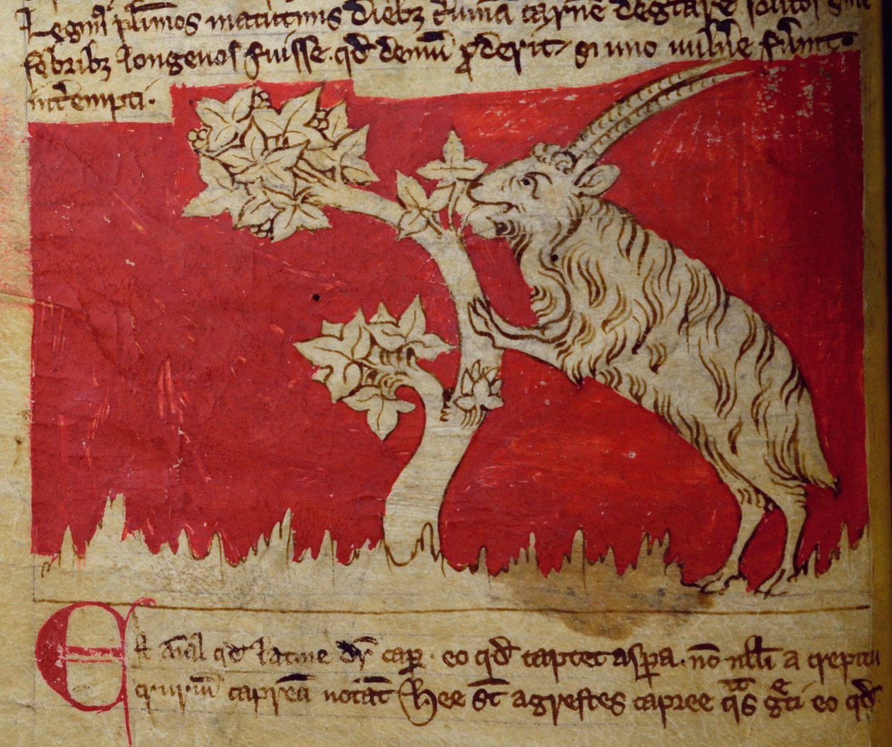 CCA-LitMs/D/10 fol.1v Goat, Bestiarylta tekijältä English School