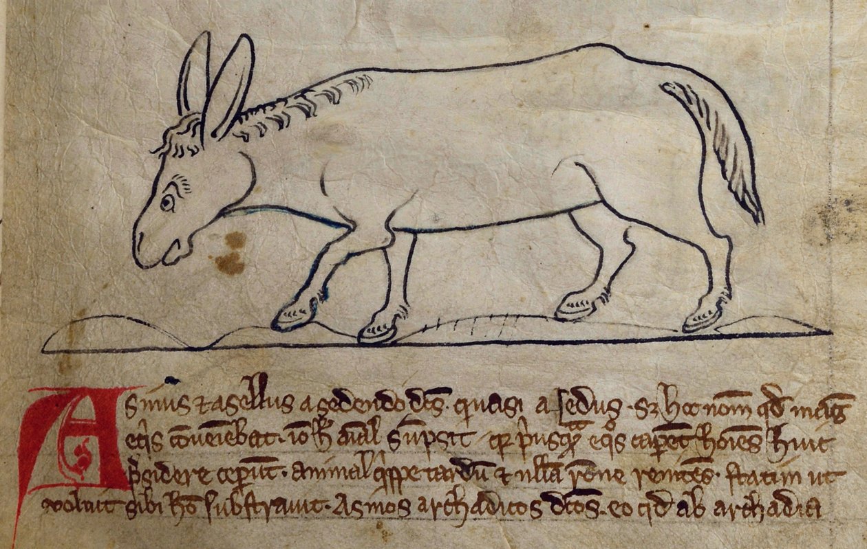 CCA-LitMs/D/10 fol. 10r Ass, Bestiarysta tekijältä English School