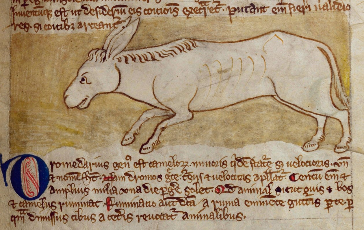 CCA-LitMs/D/10 fol. 10r Donkey, Bestiarysta tekijältä English School