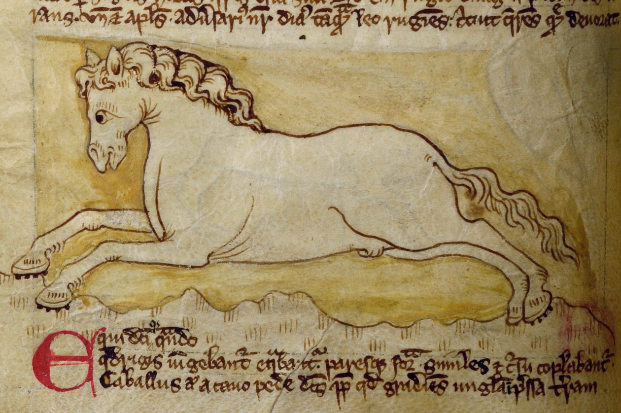 CCA-LitMs/D/10 fol. 10r Horse, Bestiarysta tekijältä English School