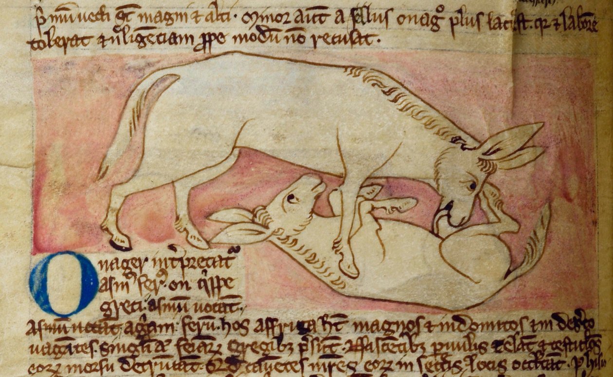 CCA-LitMs/D/10 fol. 10r Wild ass, Bestiarysta tekijältä English School