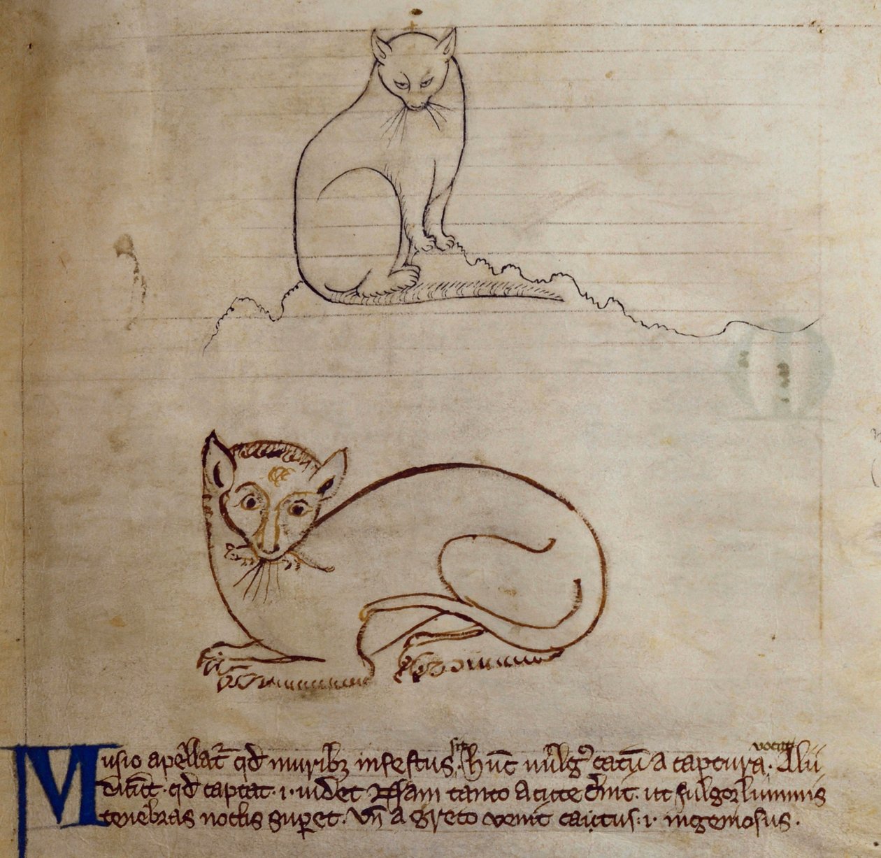 CCA-LitMs/D/10 fol. 11r Cat, Bestiarysta tekijältä English School