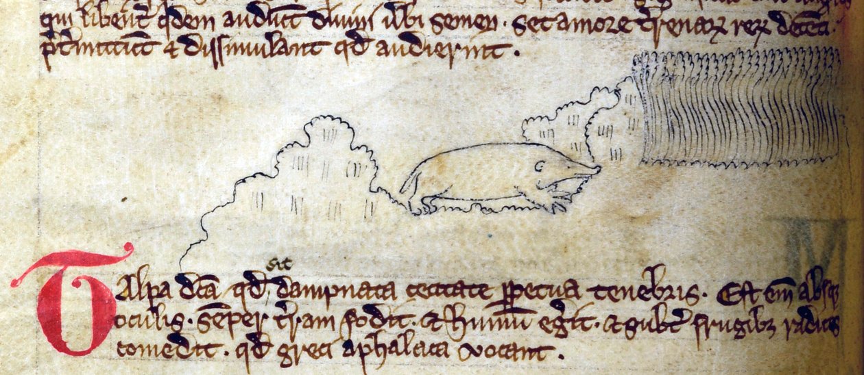 CCA-LitMs/D/10 fol. 11v Mole, Bestiarysta tekijältä English School