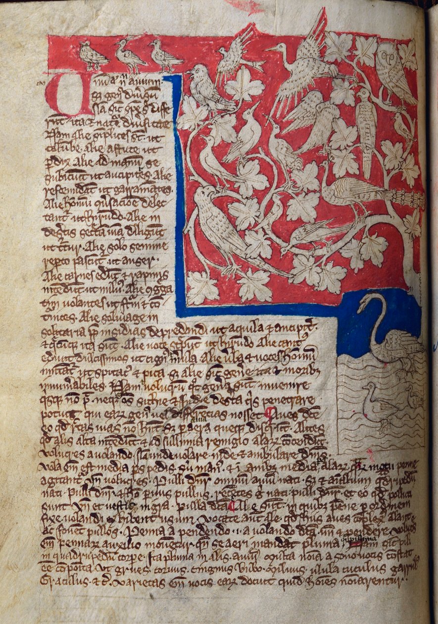 CCA-LitMs/D/10 fol. 12v Birds, Bestiarysta tekijältä English School