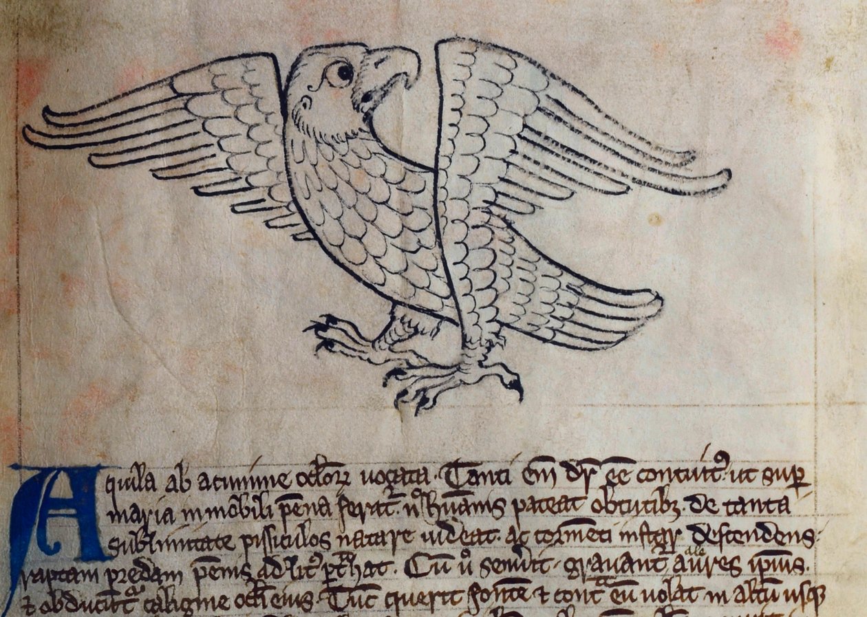 CCA-LitMs/D/10 fol. 13r Eagle, Bestiarysta tekijältä English School