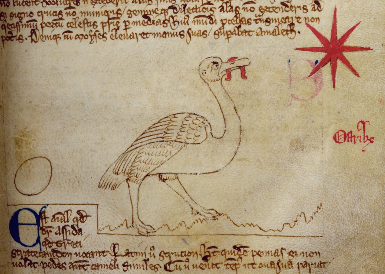 CCA-LitMs/D/10 fol. 16r Strutsi, Bestiarysta tekijältä English School