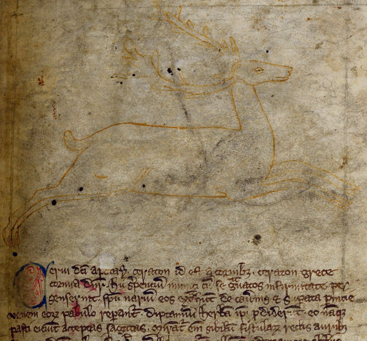 CCA-LitMs/D/10 fol. 1r Stag, Bestiarysta tekijältä English School