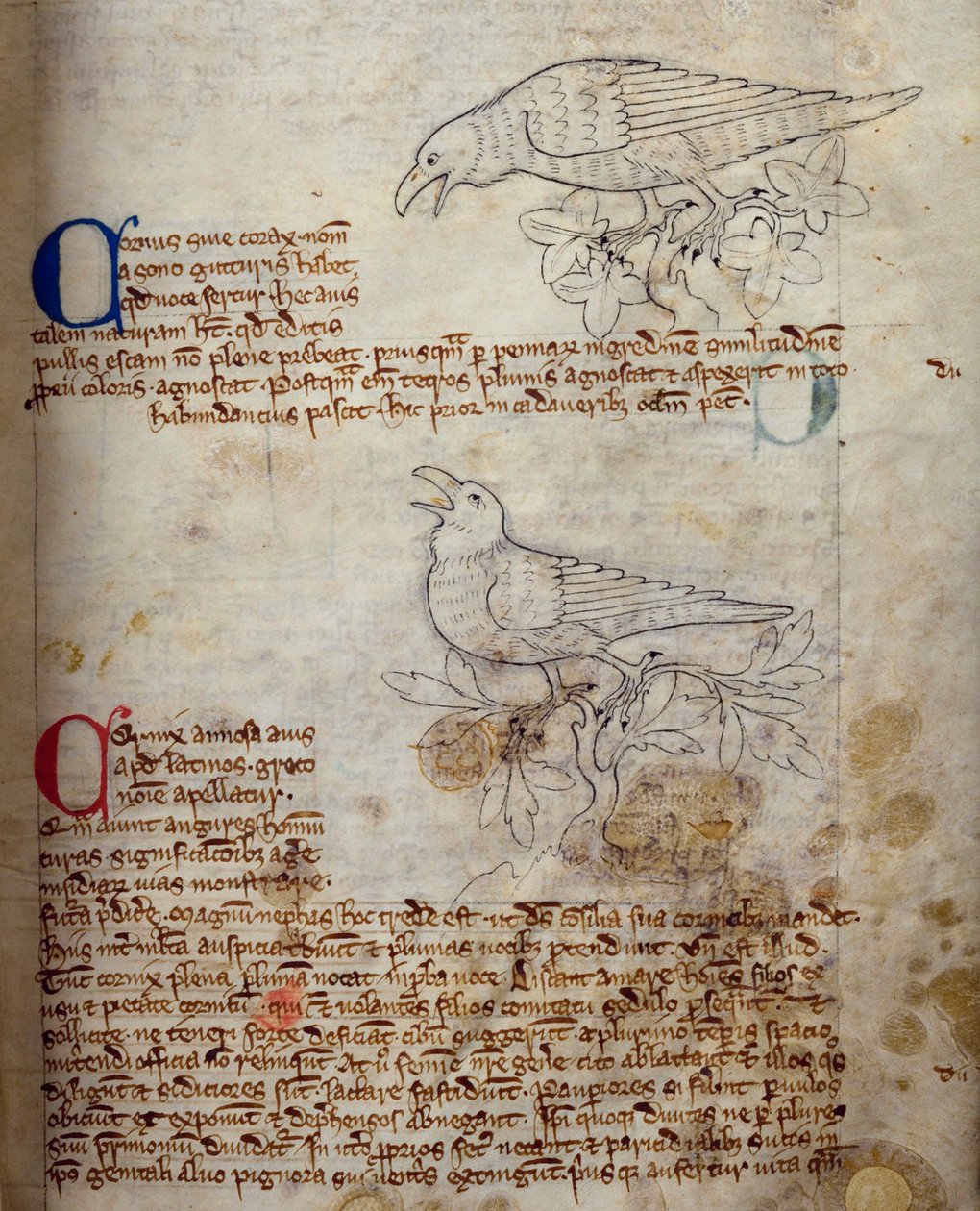 CCA-LitMs/D/10 fol. 20r Raven and Crow, Bestiarysta tekijältä English School