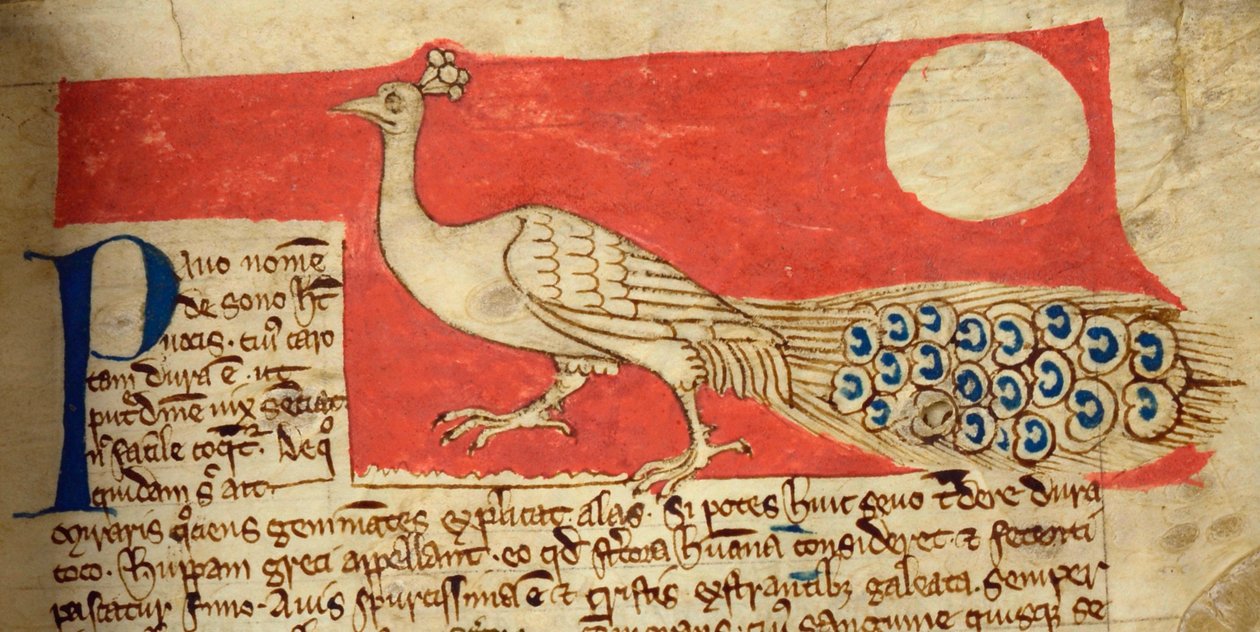CCA-LitMs/D/10 fol. 22r Peacock, Bestiarysta tekijältä English School