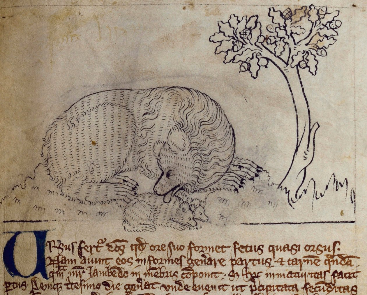 CCA-LitMs/D/10 fol. 3r Bear, Bestiarysta tekijältä English School