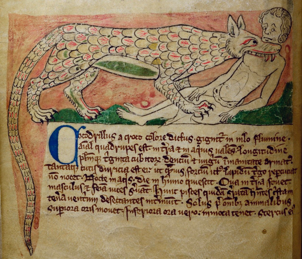 CCA-LitMs/D/10 fol. 3v Crocodile, Bestiarysta tekijältä English School