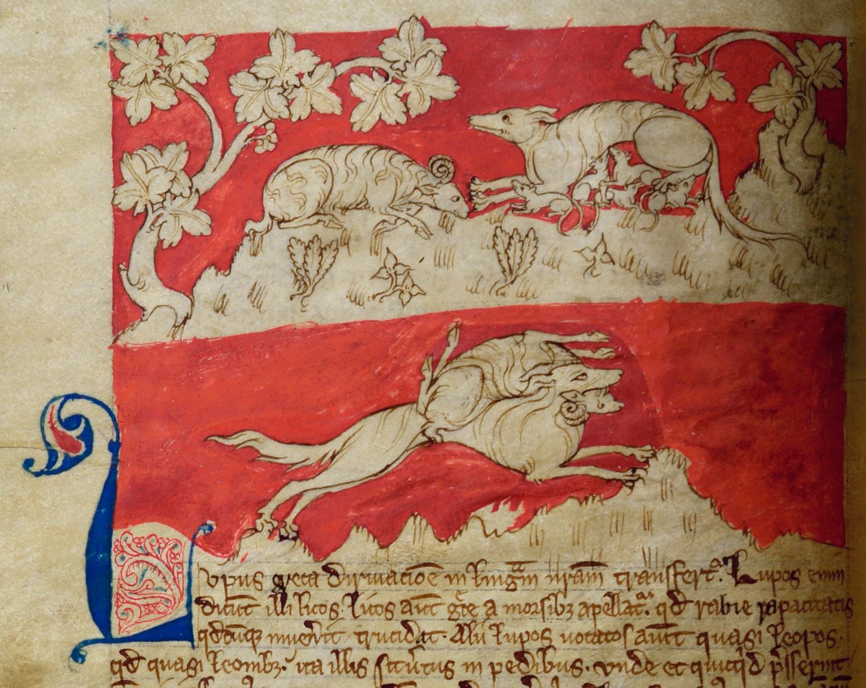 CCA-LitMs/D/10 fol. 4v Wolf, Bestiarysta tekijältä English School