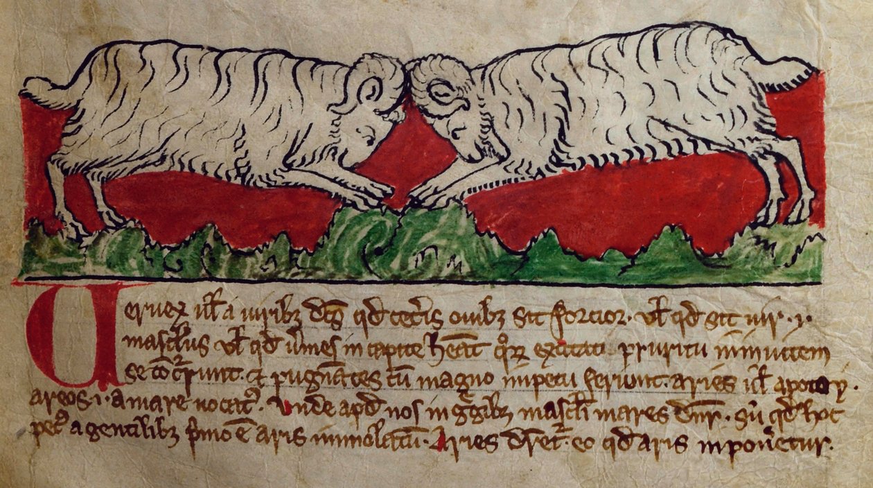 CCA-LitMs/D/10 fol. 8r Wether, Bestiarysta tekijältä English School