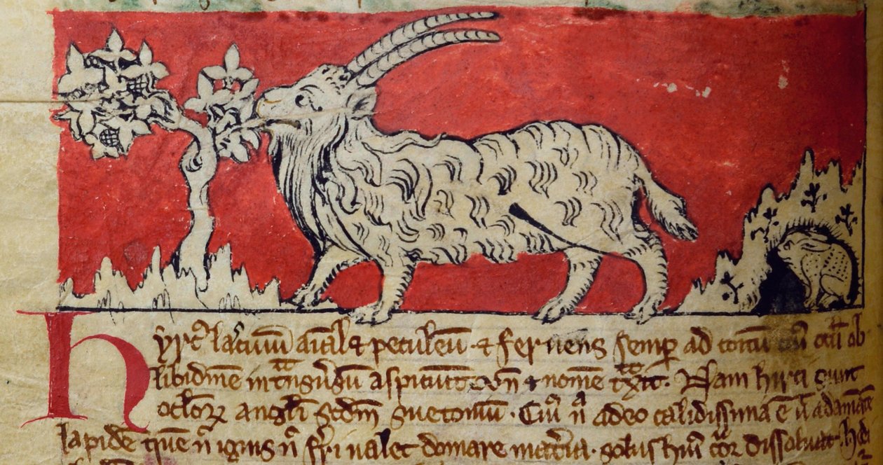 CCA-LitMs/D/10 fol. 8v Goat, Bestiarysta tekijältä English School