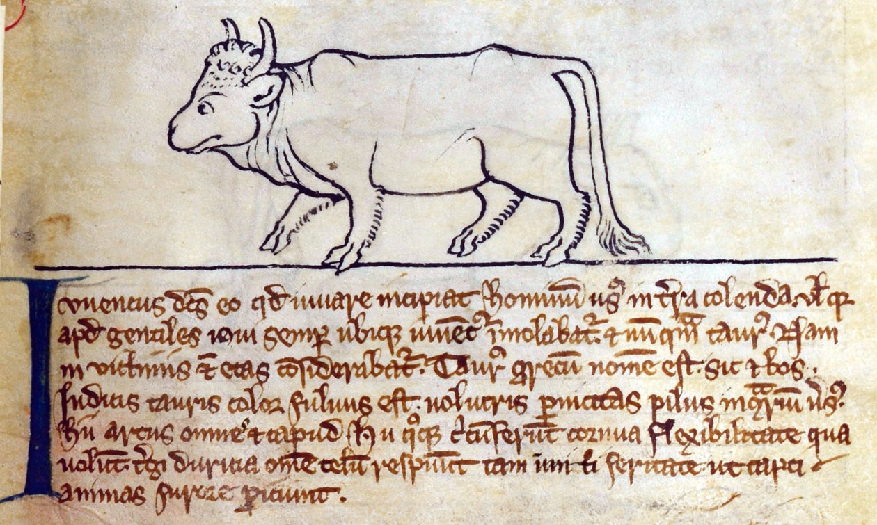 CCA-LitMs/D/10 fol. 9r Bullock, Bestiarysta tekijältä English School