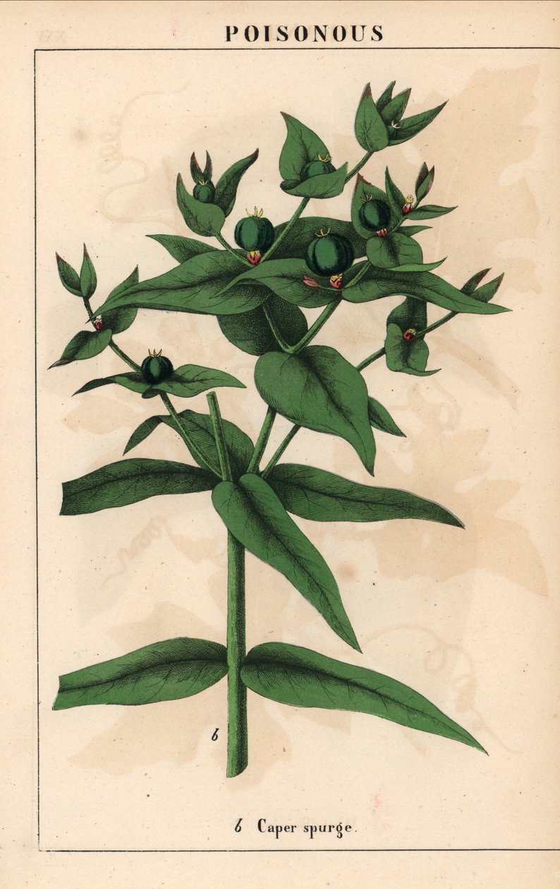 Vihreillä siemenillä varustettu kapris, Euphorbia lathyris   , julkaisusta "The Instructive Picturebook, or Lessons from the Vegetable World", [Charlotte Mary Yonge], Edinburgh tekijältä English School