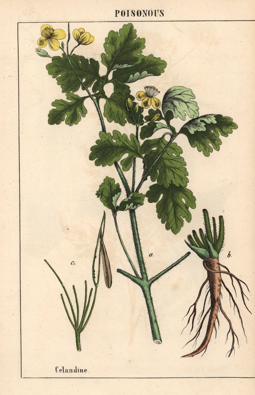 Veriherukka, jossa on keltaiset kukat ja juuret.   , julkaisusta "The Instructive Picturebook, or Lessons from the Vegetable World", [Charlotte Mary Yonge], Edinburgh tekijältä English School