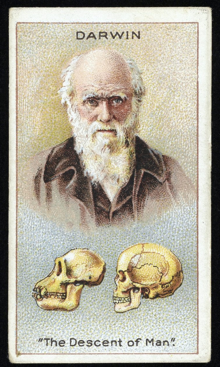 Charles Darwin, "The Descent of Man", pub. 1924 (väri litho) tekijältä English School